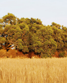 allcitiesarebeautiful.com