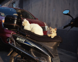 allcitiesarebeautiful.com