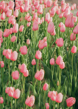 allcitiesarebeautiful.com